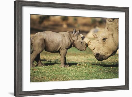 Africa, Captive Southern White Rhino with Young-Roy Toft-Framed Photographic Print