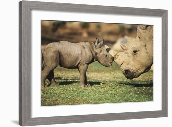 Africa, Captive Southern White Rhino with Young-Roy Toft-Framed Photographic Print
