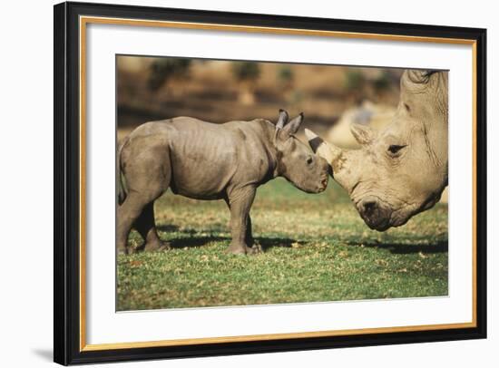 Africa, Captive Southern White Rhino with Young-Roy Toft-Framed Photographic Print