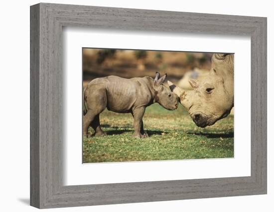 Africa, Captive Southern White Rhino with Young-Roy Toft-Framed Photographic Print