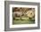 Africa, Captive Southern White Rhino with Young-Roy Toft-Framed Photographic Print