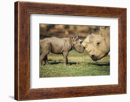 Africa, Captive Southern White Rhino with Young-Roy Toft-Framed Photographic Print