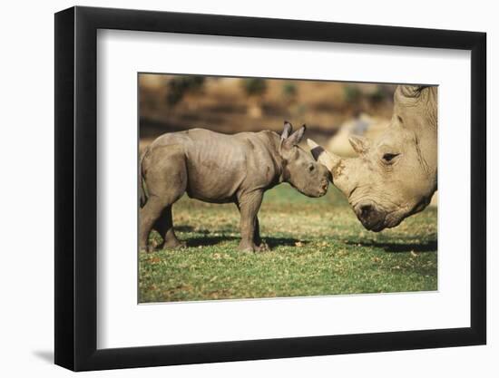 Africa, Captive Southern White Rhino with Young-Roy Toft-Framed Photographic Print