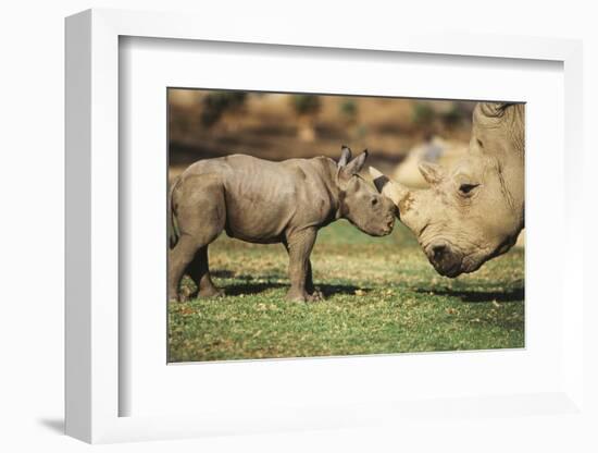 Africa, Captive Southern White Rhino with Young-Roy Toft-Framed Photographic Print