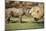 Africa, Captive Southern White Rhino with Young-Roy Toft-Mounted Photographic Print