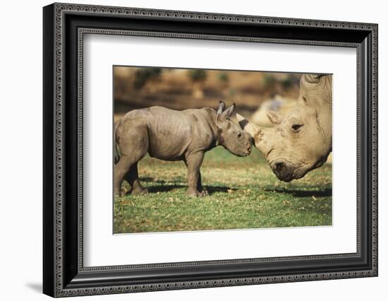 Africa, Captive Southern White Rhino with Young-Roy Toft-Framed Photographic Print