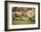 Africa, Captive Southern White Rhino with Young-Roy Toft-Framed Photographic Print