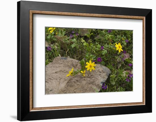 Africa, Ethiopia, Ethiopian Highlands, Western Amhara-Ellen Goff-Framed Photographic Print