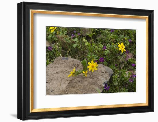 Africa, Ethiopia, Ethiopian Highlands, Western Amhara-Ellen Goff-Framed Photographic Print