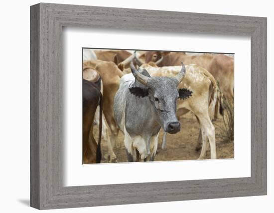 Africa, Ethiopia, South Omo, Hamer tribe cattle.-Ellen Goff-Framed Photographic Print