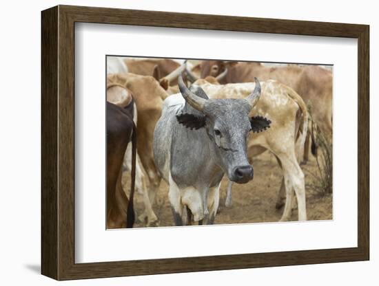 Africa, Ethiopia, South Omo, Hamer tribe cattle.-Ellen Goff-Framed Photographic Print