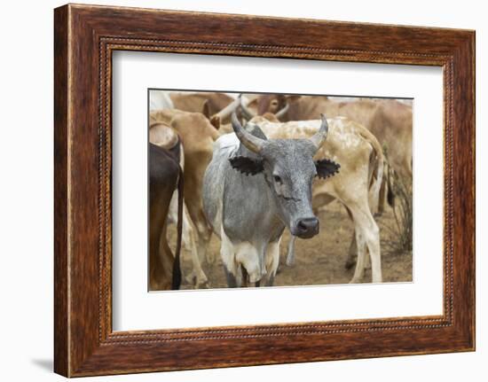 Africa, Ethiopia, South Omo, Hamer tribe cattle.-Ellen Goff-Framed Photographic Print