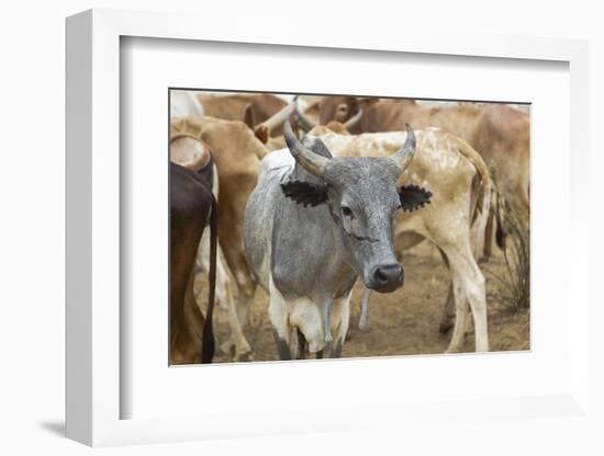 Africa, Ethiopia, South Omo, Hamer tribe cattle.-Ellen Goff-Framed Photographic Print