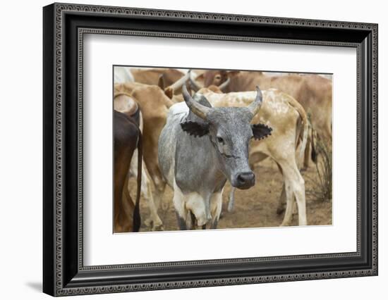 Africa, Ethiopia, South Omo, Hamer tribe cattle.-Ellen Goff-Framed Photographic Print