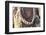 Africa, Ethiopia, South Omo, Hamer tribe. Detail of a necklace and cowrie shells.-Ellen Goff-Framed Photographic Print