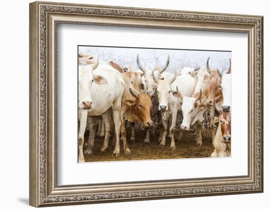 Africa, Ethiopia, Southern Omo Valley. Picture of a typical herd of cattle of the Nyangtom.-Ellen Goff-Framed Photographic Print