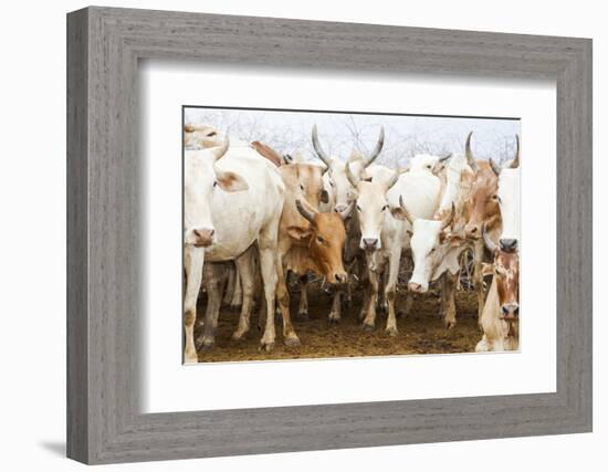 Africa, Ethiopia, Southern Omo Valley. Picture of a typical herd of cattle of the Nyangtom.-Ellen Goff-Framed Photographic Print