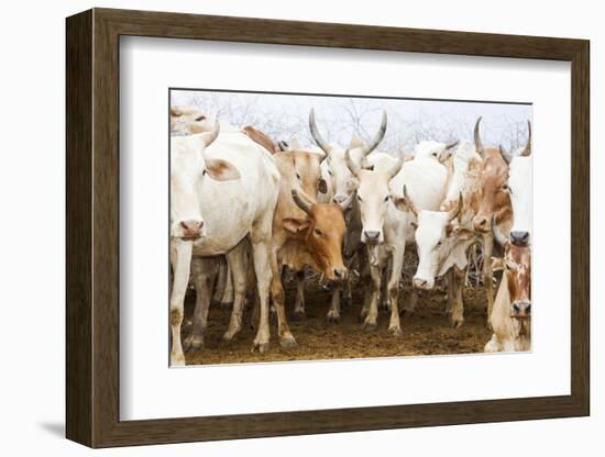 Africa, Ethiopia, Southern Omo Valley. Picture of a typical herd of cattle of the Nyangtom.-Ellen Goff-Framed Photographic Print