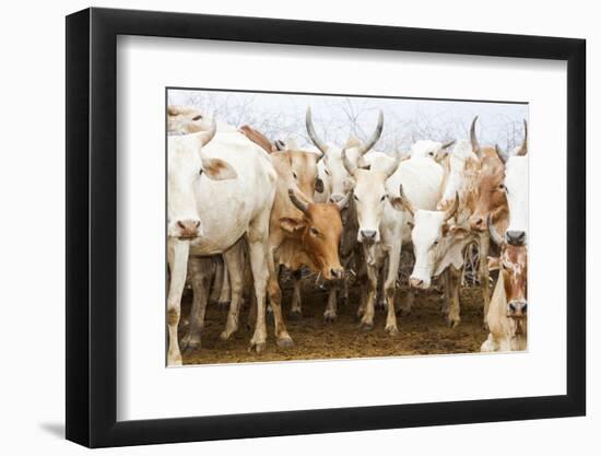 Africa, Ethiopia, Southern Omo Valley. Picture of a typical herd of cattle of the Nyangtom.-Ellen Goff-Framed Photographic Print