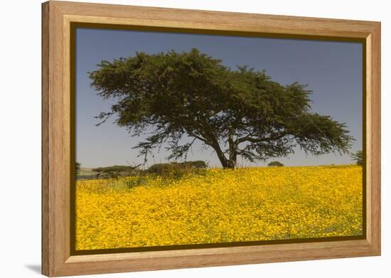 Africa, Ethiopian Highlands, Western Amhara. Meskel Flowers in Full Bloom-Ellen Goff-Framed Premier Image Canvas