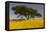 Africa, Ethiopian Highlands, Western Amhara. Meskel Flowers in Full Bloom-Ellen Goff-Framed Premier Image Canvas