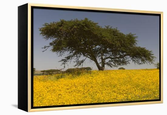 Africa, Ethiopian Highlands, Western Amhara. Meskel Flowers in Full Bloom-Ellen Goff-Framed Premier Image Canvas