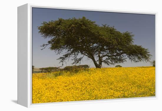 Africa, Ethiopian Highlands, Western Amhara. Meskel Flowers in Full Bloom-Ellen Goff-Framed Premier Image Canvas