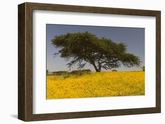 Africa, Ethiopian Highlands, Western Amhara. Meskel Flowers in Full Bloom-Ellen Goff-Framed Photographic Print