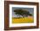 Africa, Ethiopian Highlands, Western Amhara. Meskel Flowers in Full Bloom-Ellen Goff-Framed Photographic Print