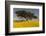 Africa, Ethiopian Highlands, Western Amhara. Meskel Flowers in Full Bloom-Ellen Goff-Framed Photographic Print