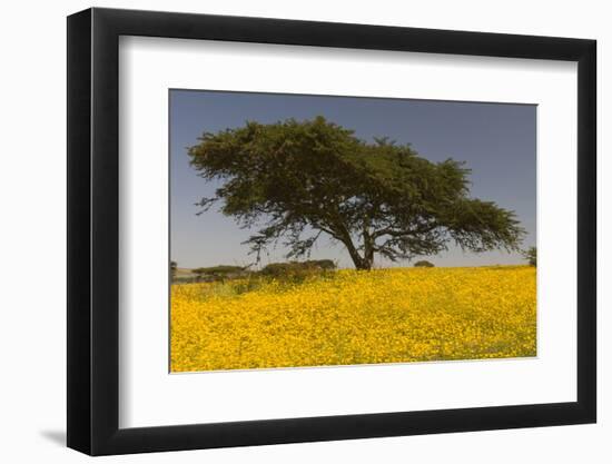 Africa, Ethiopian Highlands, Western Amhara. Meskel Flowers in Full Bloom-Ellen Goff-Framed Photographic Print