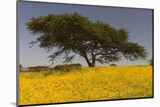 Africa, Ethiopian Highlands, Western Amhara. Meskel Flowers in Full Bloom-Ellen Goff-Mounted Photographic Print