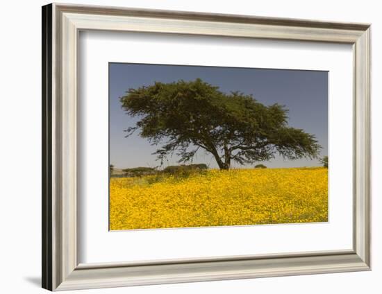 Africa, Ethiopian Highlands, Western Amhara. Meskel Flowers in Full Bloom-Ellen Goff-Framed Photographic Print