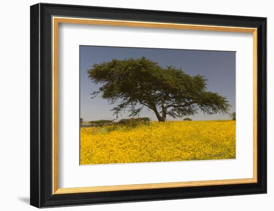 Africa, Ethiopian Highlands, Western Amhara. Meskel Flowers in Full Bloom-Ellen Goff-Framed Photographic Print