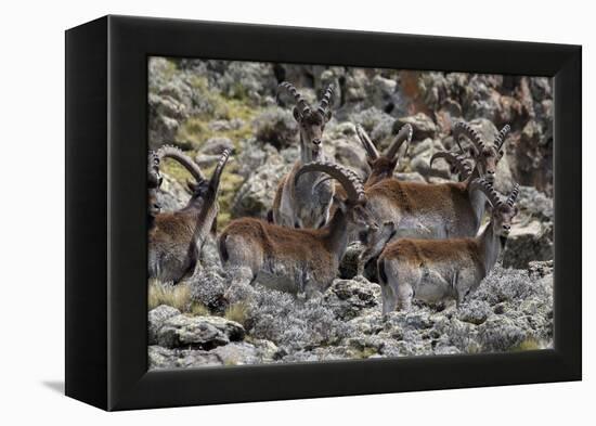 Africa, Ethiopian Highlands, Western Amhara, Simien Mountains National Park. Group of Walia Ibex-Ellen Goff-Framed Premier Image Canvas