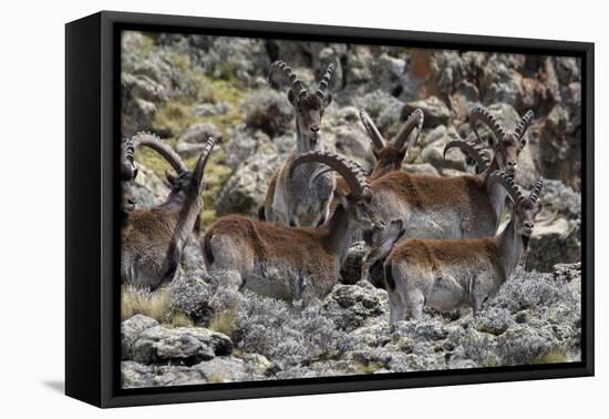 Africa, Ethiopian Highlands, Western Amhara, Simien Mountains National Park. Group of Walia Ibex-Ellen Goff-Framed Premier Image Canvas