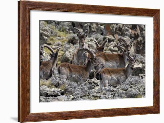 Africa, Ethiopian Highlands, Western Amhara, Simien Mountains National Park. Group of Walia Ibex-Ellen Goff-Framed Photographic Print