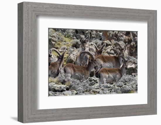 Africa, Ethiopian Highlands, Western Amhara, Simien Mountains National Park. Group of Walia Ibex-Ellen Goff-Framed Photographic Print