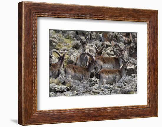 Africa, Ethiopian Highlands, Western Amhara, Simien Mountains National Park. Group of Walia Ibex-Ellen Goff-Framed Photographic Print