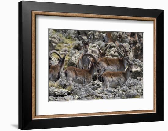 Africa, Ethiopian Highlands, Western Amhara, Simien Mountains National Park. Group of Walia Ibex-Ellen Goff-Framed Photographic Print