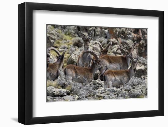 Africa, Ethiopian Highlands, Western Amhara, Simien Mountains National Park. Group of Walia Ibex-Ellen Goff-Framed Photographic Print