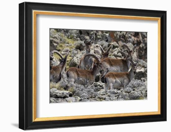 Africa, Ethiopian Highlands, Western Amhara, Simien Mountains National Park. Group of Walia Ibex-Ellen Goff-Framed Photographic Print