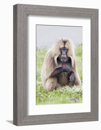 Africa, Ethiopian Highlands, Western Amhara, Simien Mountains National Park-Ellen Goff-Framed Photographic Print