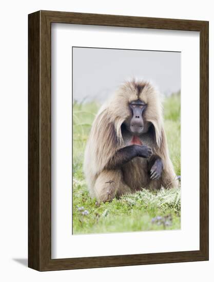 Africa, Ethiopian Highlands, Western Amhara, Simien Mountains National Park-Ellen Goff-Framed Photographic Print