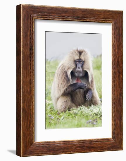 Africa, Ethiopian Highlands, Western Amhara, Simien Mountains National Park-Ellen Goff-Framed Photographic Print