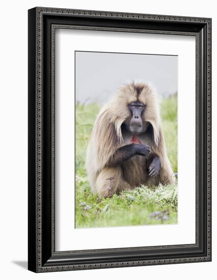 Africa, Ethiopian Highlands, Western Amhara, Simien Mountains National Park-Ellen Goff-Framed Photographic Print