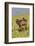 Africa, Ethiopian Highlands, Western Amhara, Simien Mountains National Park-Ellen Goff-Framed Photographic Print