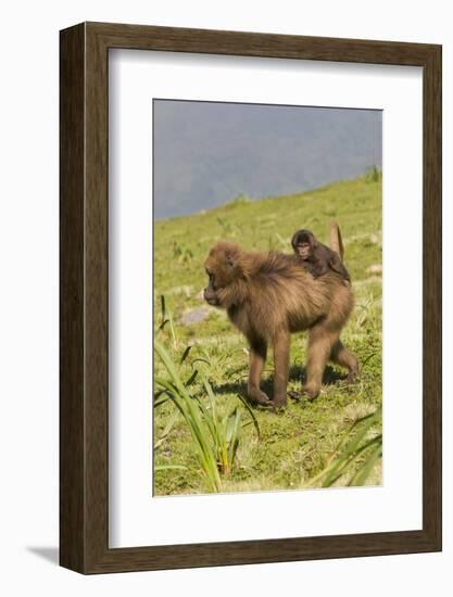 Africa, Ethiopian Highlands, Western Amhara, Simien Mountains National Park-Ellen Goff-Framed Photographic Print