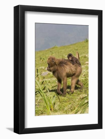 Africa, Ethiopian Highlands, Western Amhara, Simien Mountains National Park-Ellen Goff-Framed Photographic Print