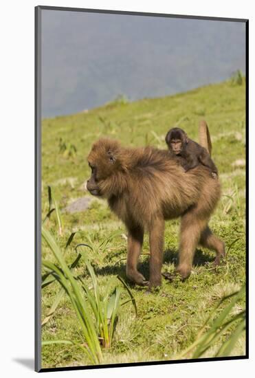 Africa, Ethiopian Highlands, Western Amhara, Simien Mountains National Park-Ellen Goff-Mounted Photographic Print